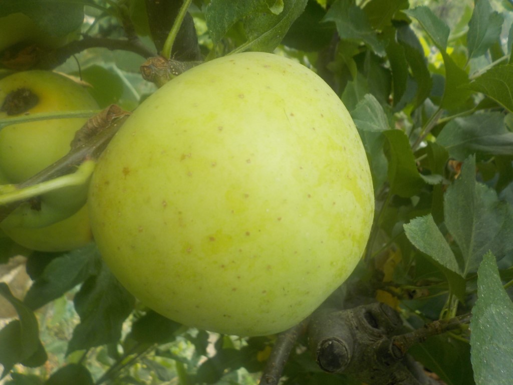 fruitwood_image_unavailable3